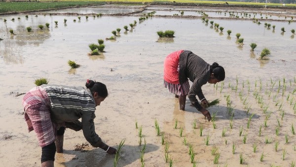 বৃষ্টির ঘাটতি কমেছে, ধান রোপন বাড়বে