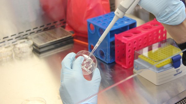 বিশাল ব্যাকটেরিয়া, যেভাবে নিশ্চিত হলেন বিজ্ঞানীরা বিশাল ব্যাকটেরিয়া, যেভাবে নিশ্চিত হলেন বিজ্ঞানীরা