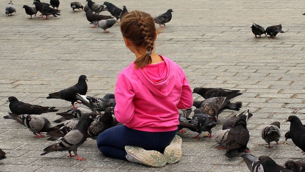 পাখীদের দানা খাওয়ান পাখীদের দানা খাওয়ান