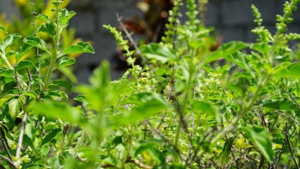 তুলসী গাছ