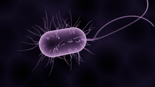 টি-ম্যাগনিফিকার মধ্যে অভ্যন্তরীণ ঝিল্লি রয়েছে টি-ম্যাগনিফিকার মধ্যে অভ্যন্তরীণ ঝিল্লি রয়েছে