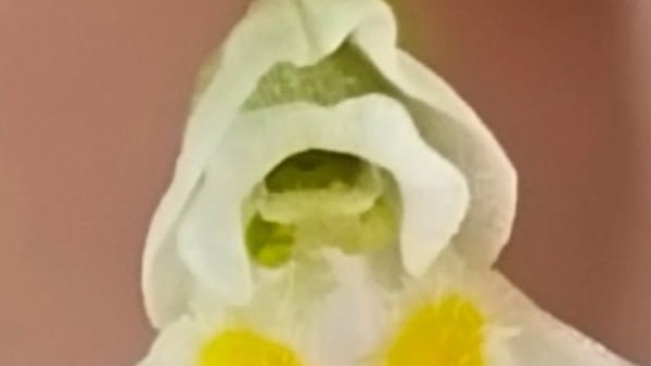 মাংসাশী উদ্ভিদের খোঁজ মিলল কোথায় মাংসাশী উদ্ভিদের খোঁজ মিলল কোথায়