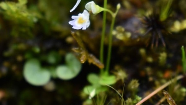 উত্তরাখণ্ডে উদ্ভিদের কীটনাশক তৈরির গবেষণায় আবিষ্কার উত্তরাখণ্ডে উদ্ভিদের কীটনাশক তৈরির গবেষণায় আবিষ্কার