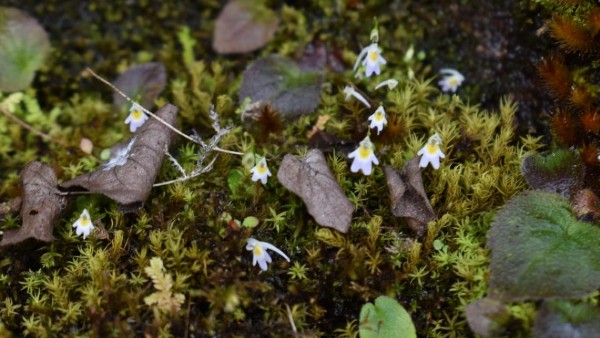 ‘বায়োম্যাগনেটিজম’ পদ্ধতি, গবেষণায় তথ্য ‘বায়োম্যাগনেটিজম’ পদ্ধতি, গবেষণায় তথ্য