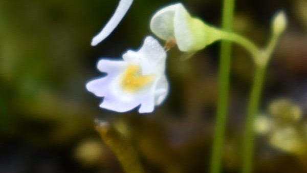 চৌম্বক ক্ষেত্র রেকর্ড করতে পারমাণবিক মিটার চৌম্বক ক্ষেত্র রেকর্ড করতে পারমাণবিক মিটার