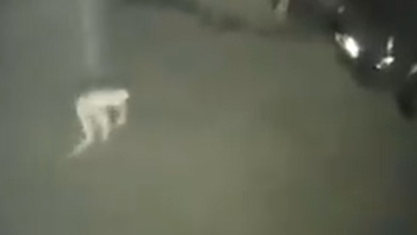 শেয়ার করা হয়েছে এক অদ্ভুত প্রাণীর ভিডিও