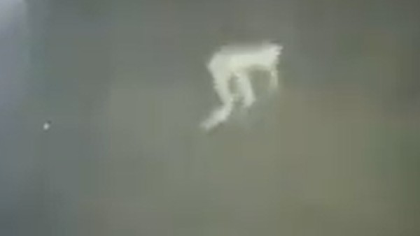 অন্য বিশ্বের প্রাণী এসে পড়েছে পৃথিবীতে!