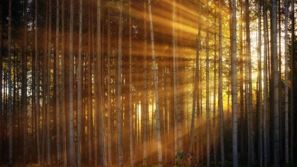 প্রকৃতির রহস্য ঘেরা আলো ঝলমলে জঙ্গল