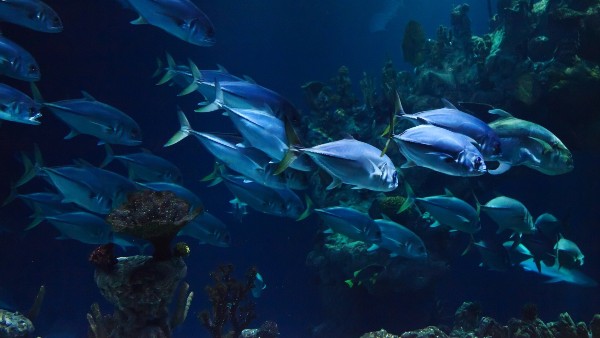 পৃথিবীর বুকে আবিষ্কার হয়ে গেল দুধ সাগর পৃথিবীর বুকে আবিষ্কার হয়ে গেল দুধ সাগর