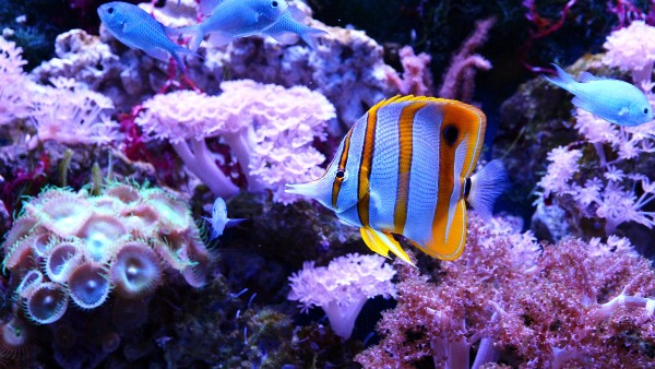 কেন সমুদ্রের জল দুধ-রঙা সাদা, জানালেন গবেষকরা কেন সমুদ্রের জল দুধ-রঙা সাদা, জানালেন গবেষকরা