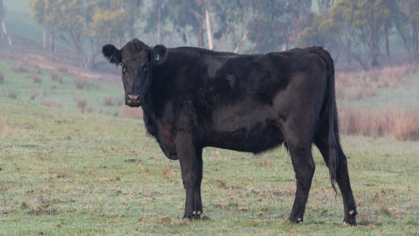 কালো গরুর দেখা পাওয়া কালো গরুর দেখা পাওয়া