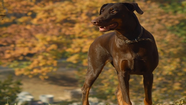 কালো কুকুরের দেখা পাওয়া কালো কুকুরের দেখা পাওয়া