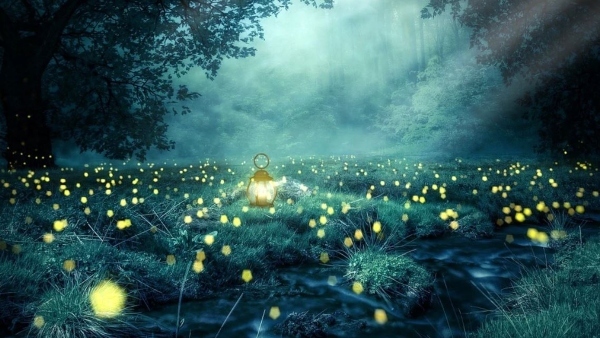 কোথায় রয়েছে এমন জঙ্গল