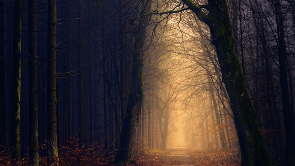 কী কারণে রাতের বেলা আলো জ্বলে ওঠে জঙ্গলে