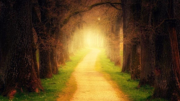 জাদুকরী বনাঞ্চল, বিজ্ঞানের পরিভাষায় বলা হয় বায়োলুমিনিসেন্স 