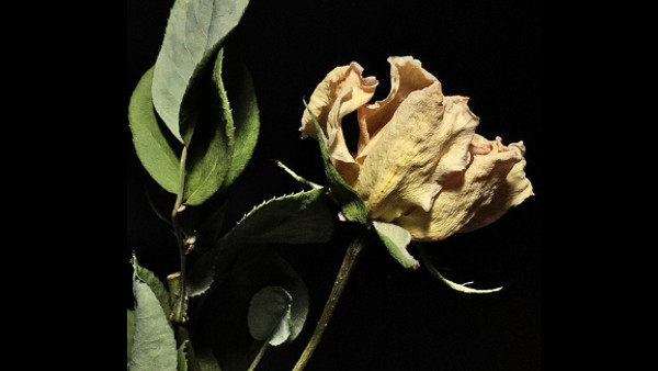 শুকনো ফুল এড়িয়ে চলুন