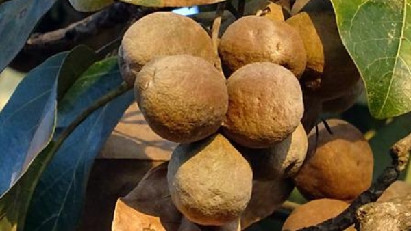 ত্রিফলা