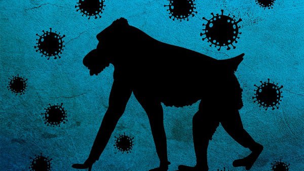 মাঙ্কি পক্সের উপসর্গ 