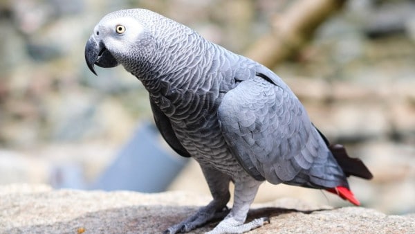 নিখোঁজ পোষ্য টিয়া খুঁজে দিতে পারলে মিলবে নগদ ৫০ হাজার নিখোঁজ পোষ্য টিয়া খুঁজে দিতে পারলে মিলবে নগদ ৫০ হাজার