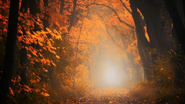 কখন এই জঙ্গল ভ্রমণের উপযুক্ত সময়