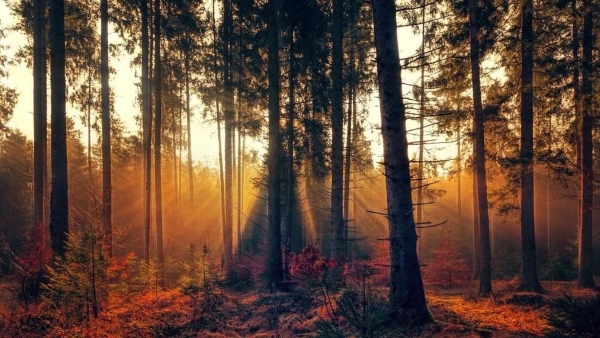 ১৩১ কিলোমিটার বর্গক্ষেত্র জুড়ে এই জঙ্গল 