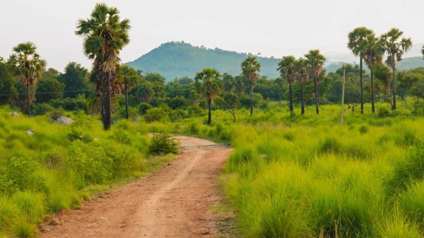 ওড়িশার সাসানা