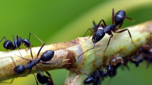 বাড়িতে কালো পিঁপড়ে দেখা