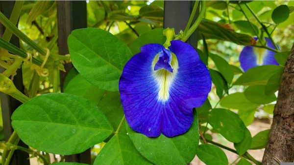 বাড়িতে আনুন অপরাজিতা