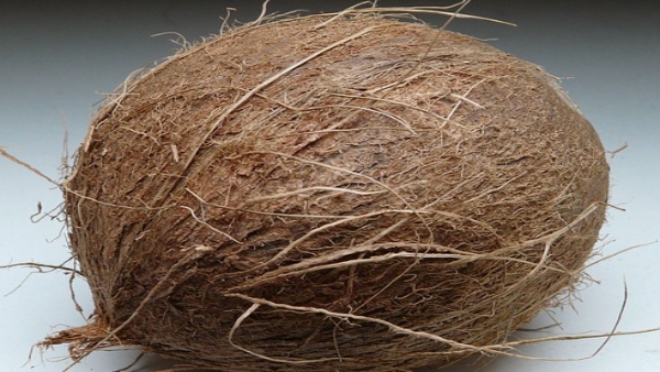 একাক্ষী নারকেল