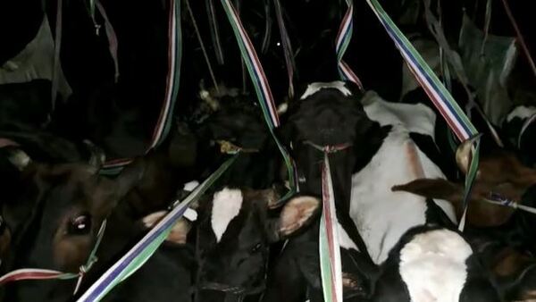 বড়সড় মাথা আছে বলেই মনে করা হচ্ছে। বড়সড় মাথা আছে বলেই মনে করা হচ্ছে।