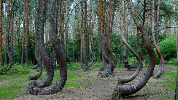 পোল্যান্ডের ক্রুক্ড ফরেস্ট