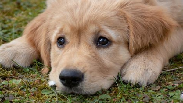 প্রসন্ন হন কাল ভৈরব