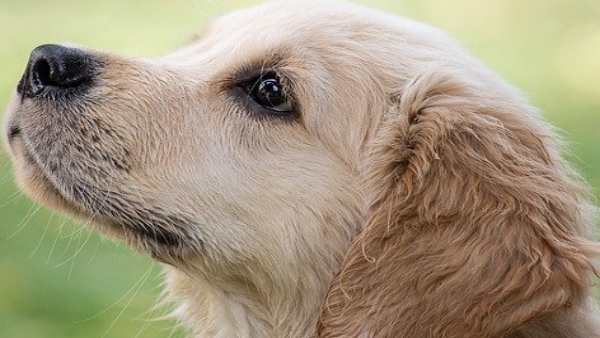 শনি, রাহু ও কেতুকে কীভাবে করবেন