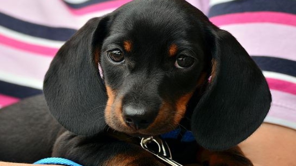 কুকুর পুষলে শান্ত হয় শনি, রাহু–কেতু