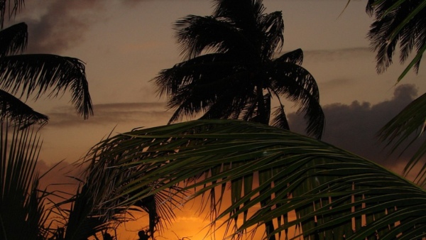 ৮০ ফুট উঁচু পাম গাছে বেঁধেছেন আর একটা ‘সংসার’