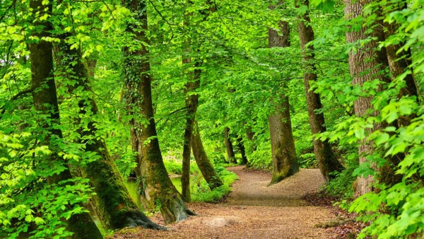 স্ত্রীর সঙ্গে ঝগড়া করে গাছে, কী খাচ্ছেন সেখানে