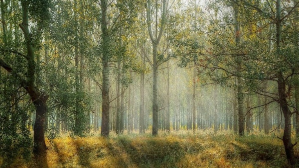 গাছে বেঁধেছেন বাসা, গ্রামবাসীরা পড়েছেন বিপাকে