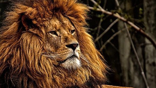 জংলী পশুর ছবি জংলী পশুর ছবি