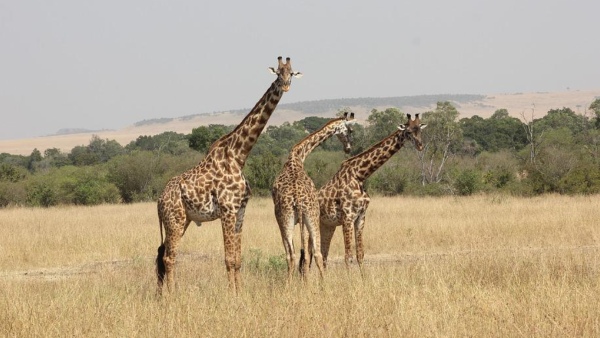 মাসাইমারা ন্যাশনাল রিজার্ভ, কেনিয়া মাসাইমারা ন্যাশনাল রিজার্ভ, কেনিয়া