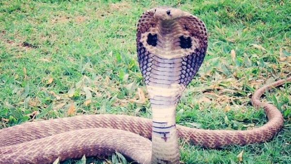 শিবলিঙ্গে সাপ