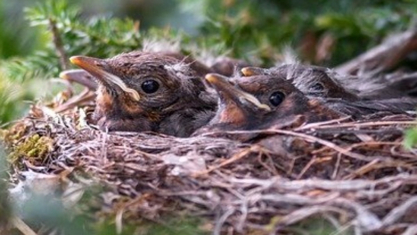 পাখির বাসা তৈরি করা