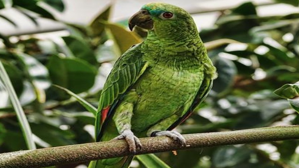 তোতা পাখি