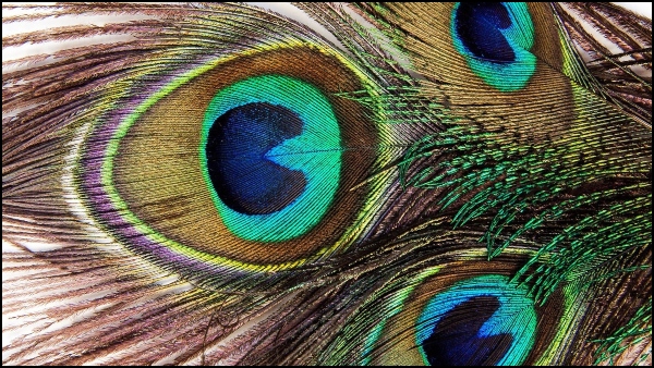 ময়ূরের পালক কোনদিকে রাখবেন