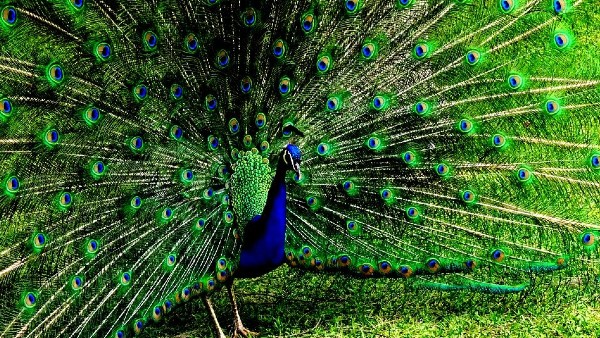  আলমারির লকারে ময়ূরের পালক রাখা শুভ