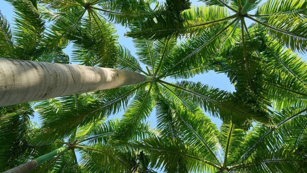 গাছের মগডালে কীভাবে কাটছে তাঁর দিন? 