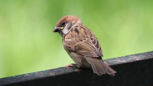 চড়ুই পাখি 