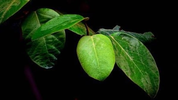 বটগাছের পাতা অর্পণ