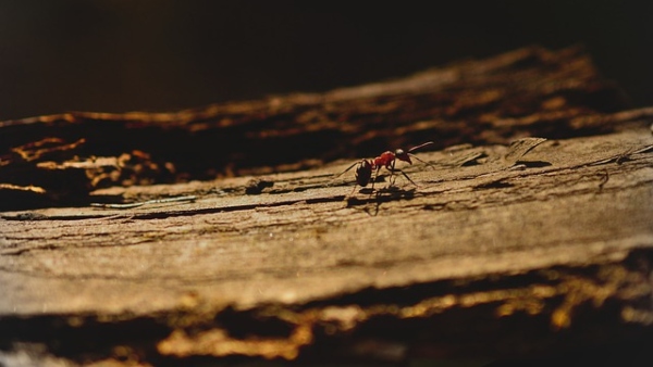 পিঁপড়ের আধিক্য দেখা যায় গ্রীষ্মমণ্ডলীয় অঞ্চলে
