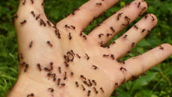 স্থলজ বাস্তুতন্ত্রে পিঁপড়ের ভূমিকার কথা গবেষণায়