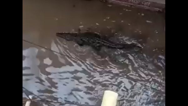  কে শেয়ার করেছেন ভিডিওটি